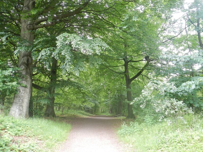 Lichtjeswandeling door de lens van Werner Mantz — Natuur in Zuid-Limburg